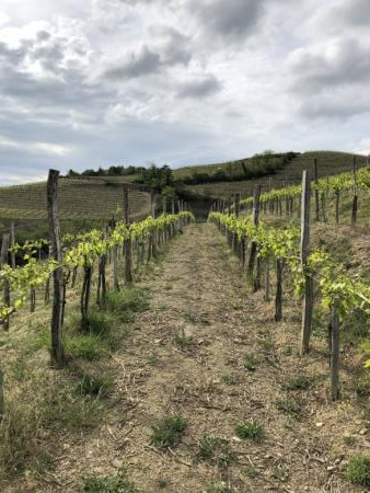 Postani vinar za en dan 11